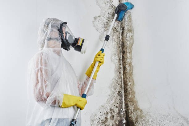 Mold Remediation for Rental Properties in Abbeville, LA